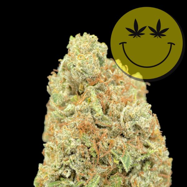 Apple Fritter